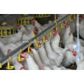 Breeder Pan Feeding system